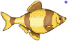 fish-swimming