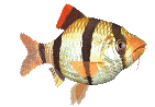 striped-fish